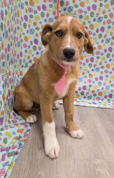 Australian Shepherd and Golden Retriever Dogs Available for Adoption in Attalla, Alabama - Oren | PetCurious