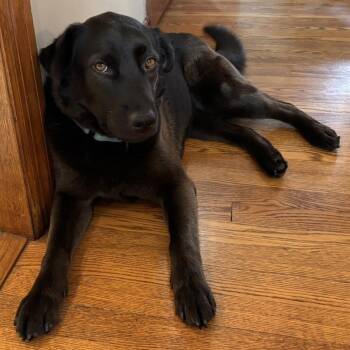 Labrador Retriever Dogs Available for Adoption - Dixie Rose | PetCurious