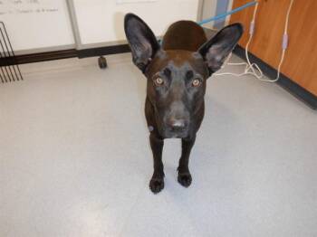 Labrador Retriever Dogs Available for Adoption in San Jose, California - BAT | PetCurious