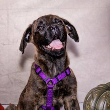 Claire -  Boxer Dog for Adoption in Alafaya, Florida - Claire | PetCurious