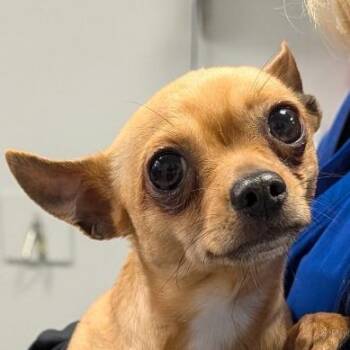 Yoda -  Mixed Breed Dog for Adoption in Greenville, South Carolina - Yoda | PetCurious