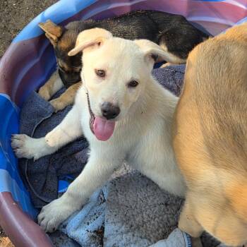 Utah -  Yellow Labrador Retriever and Shepherd Dog for Adoption in Belfair, Washington - Utah | PetCurious