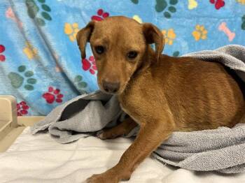 A614634 -  Chihuahua Dog for Adoption in Modesto, California - A614634 | PetCurious