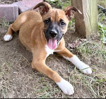 Daisy -  Mixed Breed Dog for Adoption in Maineville, Ohio - Daisy | PetCurious