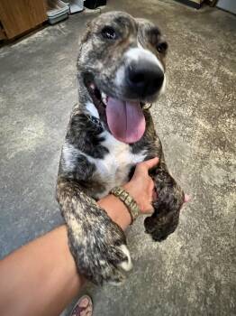 Rescue American Staffordshire Terrier Dogs for Adoption in Santa Barbara, California - Cally | PetCurious