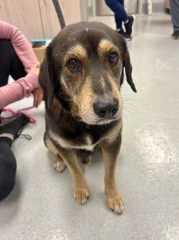Mixed Breed Dogs Available for Adoption in Chillicothe, Ohio - Jafar | PetCurious