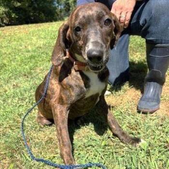 Rescue Plott Hound Dogs for Adoption in Philippi, West Virginia - Girlie | PetCurious