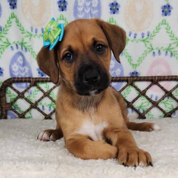 Great Dane and German Shepherd Dog Dogs Available for Adoption in Fort Wayne, Indiana - Soggy Nugget | PetCurious