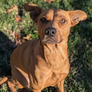 Rescue Mixed Breed Dogs for Adoption in Benton Harbor, Michigan - Arya | PetCurious