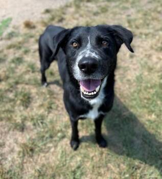 A432650 -  Labrador Retriever Dog for Adoption in Conroe, Texas - A432650 | PetCurious