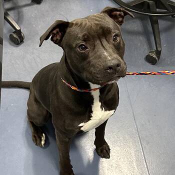 Pit Bull Terrier Dogs Available for Adoption in Greensboro, North Carolina - KIRK | PetCurious
