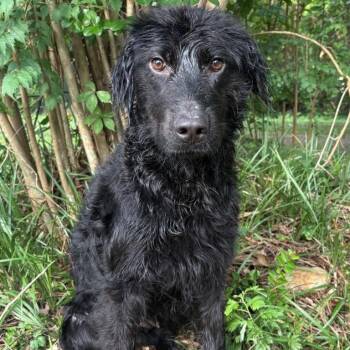 KAREN -  Labradoodle Dog for Adoption in Fosters, Alabama - KAREN | PetCurious