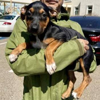 Churro -  Labrador Retriever and Rottweiler Dog for Adoption in Oakland, California - Churro | PetCurious
