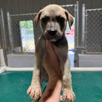 Bowser 061605A -  Labrador Retriever Dog for Adoption in Amory, Mississippi - Bowser 061605A | PetCurious