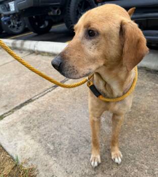 Golden Retriever Dogs Available for Adoption in Harlingen, Texas - Teddy | PetCurious