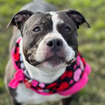 Jinx -  Mixed Breed Dog for Adoption in Medford, Oregon - Jinx | PetCurious