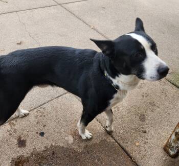 Rescue Husky and Border Collie Dogs for Adoption in Zimmerman, Minnesota - Elion | PetCurious