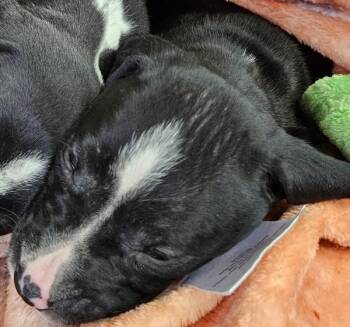 Mixed Breed Dogs Available for Adoption in Mobile, Alabama - Gil | PetCurious