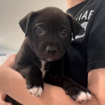 May- 3766 -  American Staffordshire Terrier Dog for Adoption in Fairmont, West Virginia - May- 3766 | PetCurious