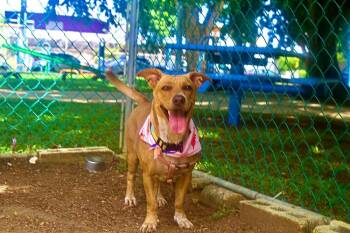 Rescue Pit Bull Terrier Dogs for Adoption in Naranjito, Naranjito - Pamela | PetCurious