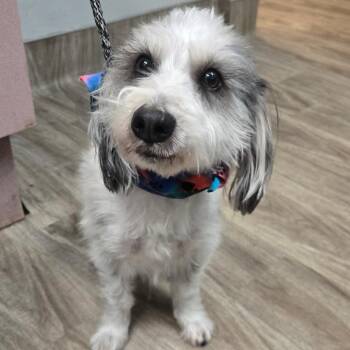 Shih Tzu Dogs Available for Adoption - Spike | PetCurious