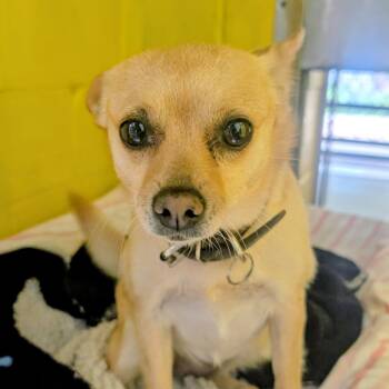 Mixed Breed Dogs Available for Adoption in Huntsville, Arkansas - (Vet) Lily | PetCurious