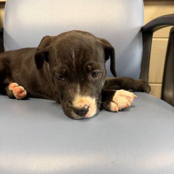 Mixed Breed Dogs Available for Adoption - Yeti | PetCurious