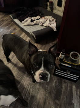 Rescue Boston Terrier and Boxer Dogs for Adoption in Gulfport, Mississippi - Dozier | PetCurious