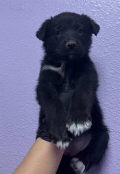 Labrador Retriever and Mixed Breed Dogs Available for Adoption in El Paso, Texas - 60826545 | PetCurious