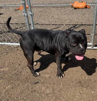 Moto Moto 26-13467 -  Mixed Breed Dog for Adoption in Minot, North Dakota - Moto Moto 26-13467 | PetCurious