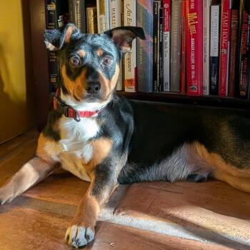 Finley -  Terrier and Mixed Breed Dog for Adoption in Edinburg, Texas - Finley | PetCurious