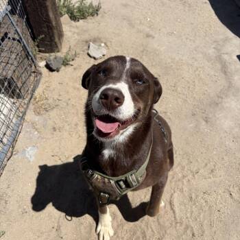 Toffee -  Husky and Dalmatian Dog for Adoption in Fallon, Nevada - Toffee | PetCurious