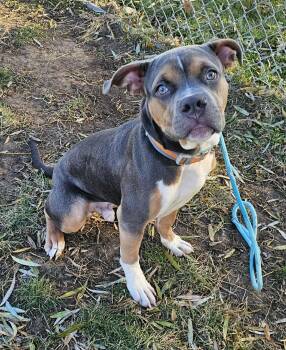 Rescue Boxer and Pit Bull Terrier Dogs for Adoption in Plainfield, Illinois - Winston | PetCurious