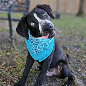 Rescue Mixed Breed Dogs for Adoption in Pass Christian, Mississippi - Jackson | PetCurious