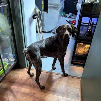 German Shorthaired Pointer Dogs Available for Adoption in Omaha, Nebraska - Zeb | PetCurious