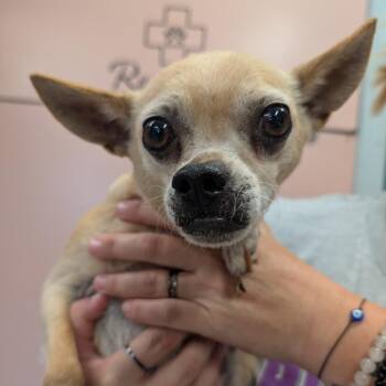 Pinky -  Mixed Breed Dog for Adoption in Huntsville, Arkansas - Pinky | PetCurious