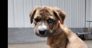 Teddy -  Mixed Breed Dog for Adoption in Papillion, Nebraska - Teddy | PetCurious