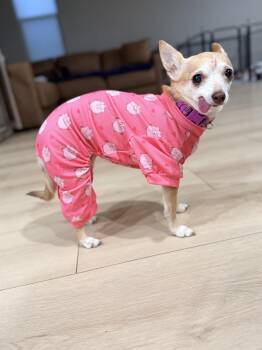 Rescue Chihuahua Dogs for Adoption in Las Vegas, Nevada - Birdie | PetCurious