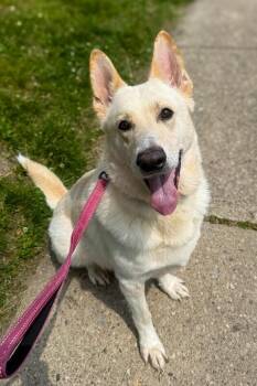 Thunder Dome -  Mixed Breed Dog for Adoption in Cincinnati, Ohio - Thunder Dome | PetCurious