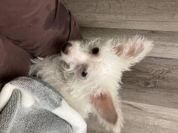 Rescue West Highland White Terrier Westie Dogs for Adoption in Thousand Oaks, California - Andy Warhowl | PetCurious