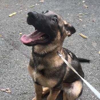 Indiana (26-391) -  German Shepherd Dog Dog for Adoption in New Ringgold, Pennsylvania - Indiana (26-391) | PetCurious