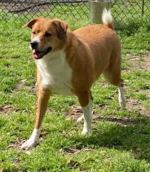 Labrador Retriever and Mixed Breed Dogs Available for Adoption in Conway, South Carolina - Judd | PetCurious