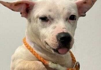 Rescue Mixed Breed Dogs for Adoption in New York, New York - Piglet | PetCurious