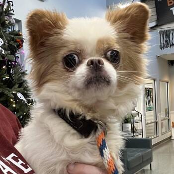 Rescue Pekingese and Chihuahua Dogs for Adoption in Cranford, New Jersey - Winnie | PetCurious