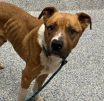 Remi -  Pit Bull Terrier Dog for Adoption in Golden, Colorado - Remi | PetCurious