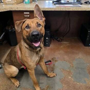 German Shepherd Dog and Labrador Retriever Dogs Available for Adoption in Springfield, Missouri - Winnie | PetCurious