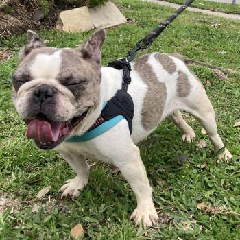 Babette -  French Bulldog Dog for Adoption in Houston, Texas - Babette | PetCurious