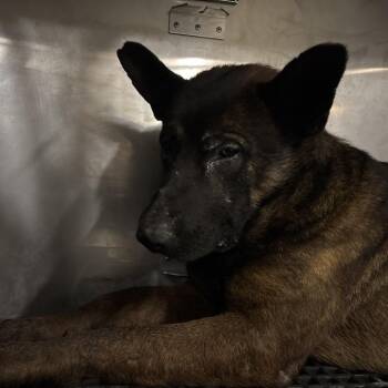 Mixed Breed Dogs Available for Adoption - Crow | PetCurious