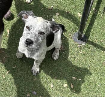 Australian Cattle Dog Blue Heeler and American Bulldog Dogs Available for Adoption in Brownstown, Indiana - Wonder | PetCurious