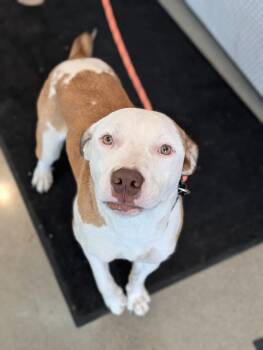 Pit Bull Terrier and Mixed Breed Dogs Available for Adoption in Greenfield, Indiana - Chewy | PetCurious